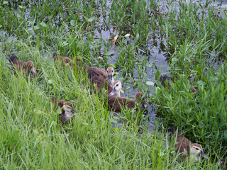 Baby Ducks near a Grassy Bank