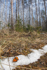 spring landscape with butterfly on the last snow in a forest glade