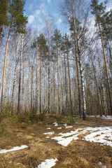 spring landscape with the last snow on a meadow with pines and birches
