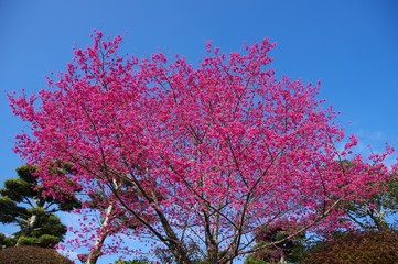 鍋島邸の緋寒桜
