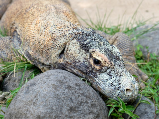 コモドドラゴン