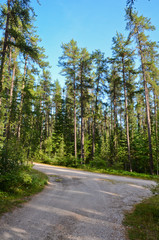 sunny forest