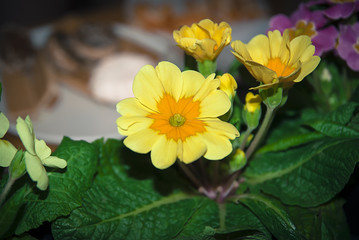 yellow orange primrose with leaves