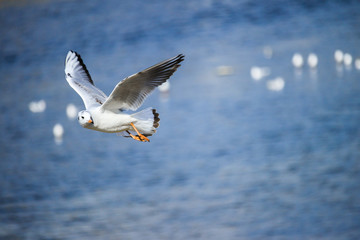 Black-headed gulls turned around, Kyoto 