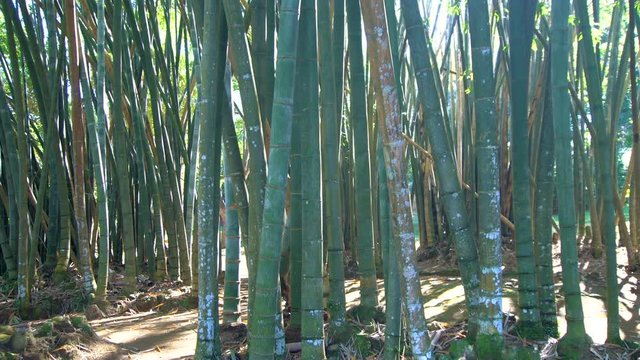 Giant Bamboo. Vertical Pan