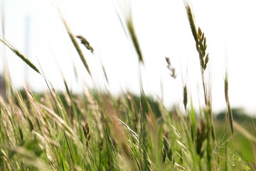 Meadow spikes on blurred nature background