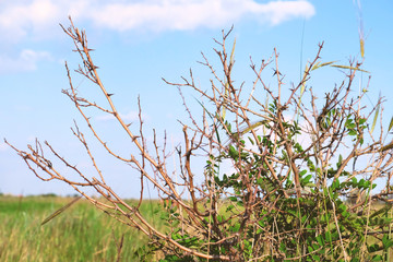 Thorny meadow bush on light sky background