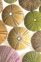     Sea urchin shels on a white background  