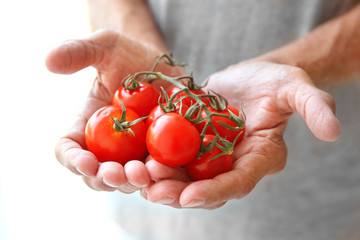 Old hands holding tomatoes, closeup