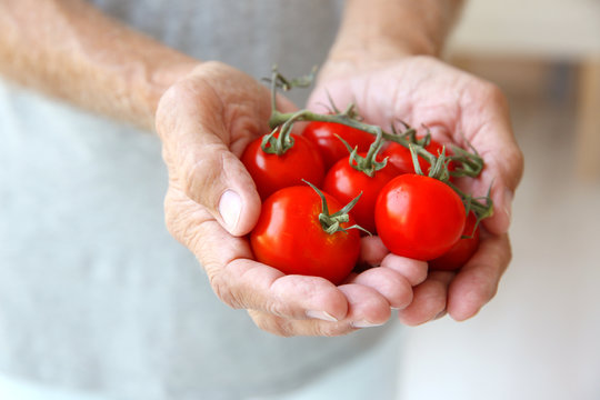 Old hands holding tomatoes, closeup