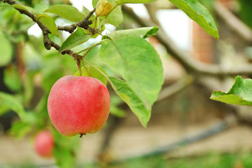 Apple on tree in fruit garden