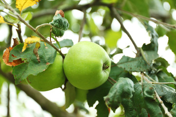Apples on tree in fruit garden