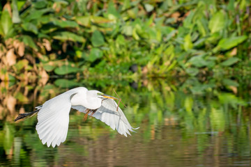 Greate Egret carrying branch to nest