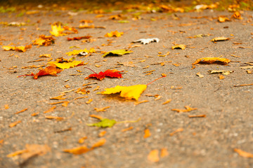 Beautiful autumn leaves on ground in park