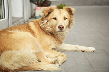 Homeless dog lying on the street