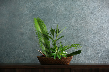 Plant arrangement on a color background
