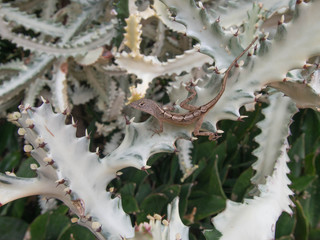 Gecko on a White Cactus Branch