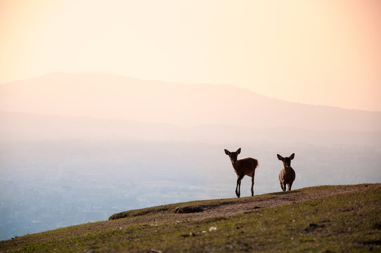Sunrise deer silhouette on the top of mountain in Nara, Japan