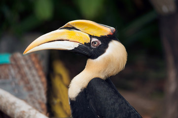 Great hornbill (Buceros bicornis) also known as the great Indian hornbill or great pied hornbill. Wildlife animal.