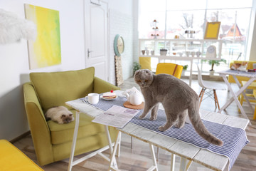 Cute funny cat on table in modern cafe