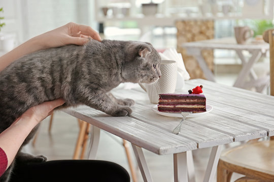 Woman Sitting In Cat Cafe With Dessert And Cup Of Coffee