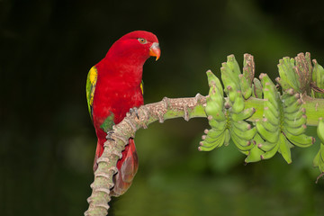 Obraz premium Portrait of beautiful Chattering red Lory Lorius garrulus on a banana.