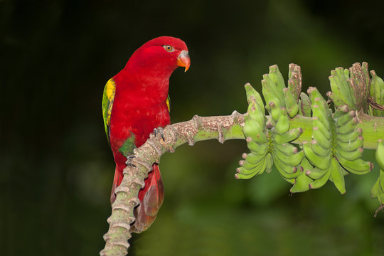 Fototapeta Portrait of beautiful Chattering red Lory Lorius garrulus on a banana.
