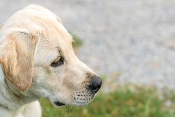 Close up image of a Labrador Retriever puppy looking alert with copy space on right side of image.