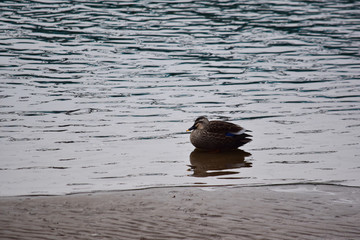 川の浅瀬のカルガモ