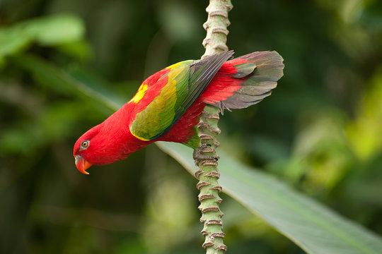 Portrait of beautiful Chattering red Lory Lorius garrulus on a banana.