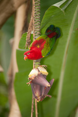 Portrait of beautiful Chattering red Lory Lorius garrulus on a banana.
