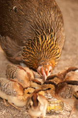 Red junglefowl mother heath tutoring children eat seeds.