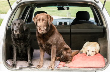 Three Labrador Retrievers sit in the back of a station wagon car, exhausted after a long walk. Two dogs are sitting up, a puppy is lying down.