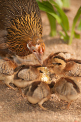 Red junglefowl mother heath tutoring children eat seeds.