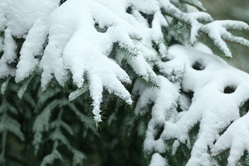 Fir branches covered with snow, closeup