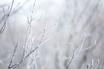 Tree branches covered with hoarfrost, closeup
