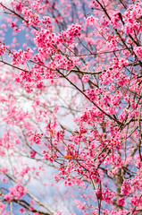 Beautiful pink flower of Sakura or Wild Himalayan Cherry tree in outdoor park with blue sky