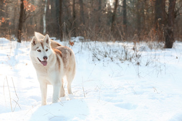 Fototapeta na wymiar Happy Siberian husky on walk in winter park
