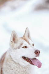 Portrait of happy Siberian husky outdoors on winter day