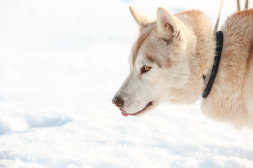 Happy Siberian husky outdoors on winter day