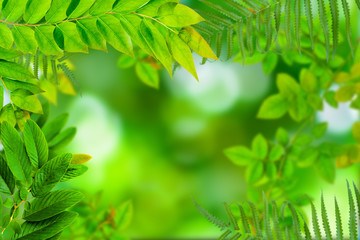 Green trees and leaf greenery bokeh