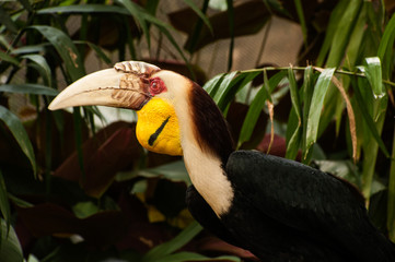 Wreathed hornbill (Rhyticeros undulatus) or the bar-pouched wreathed hornbill. Thailand.