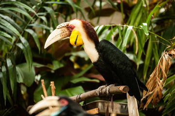 Wreathed hornbill (Rhyticeros undulatus) or the bar-pouched wreathed hornbill. Thailand.