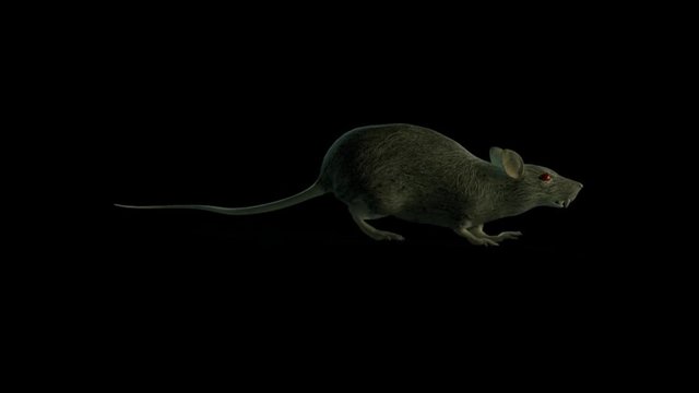 running Rat ,Loop withAlpha
