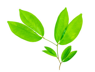 Fototapeta na wymiar leaf isolate natural