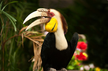 Wreathed hornbill (Rhyticeros undulatus) or the bar-pouched wreathed hornbill. Thailand.