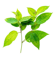 leaf isolate natural