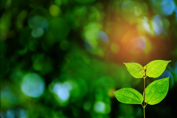 Green trees and leaf greenery bokeh