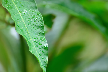 Close up of a leaves with rain drops