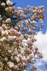 Blooming magnolia flowers on blue sky background, springtime